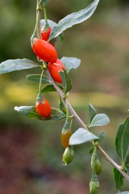 Frutti di Goji (Lycium barbarum) 