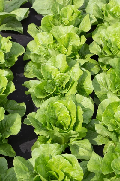 Lattuga romana in estate