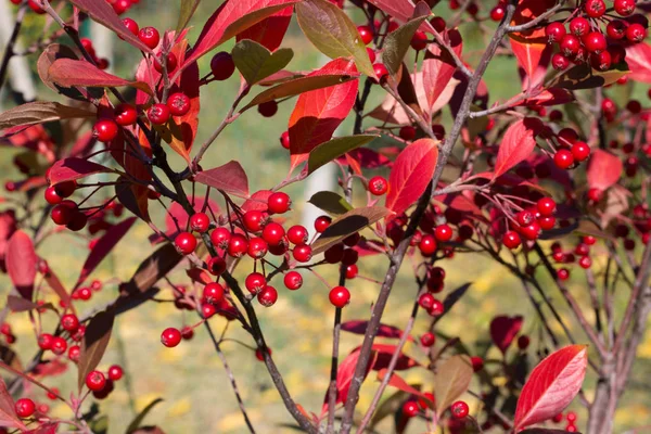 Aronia arbustifolia brillant