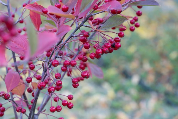 Aronia arbustifolia brillant