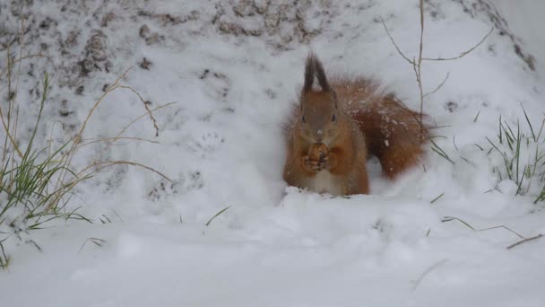 Ardilla comiendo nueces en la nieve — Vídeos de Stock