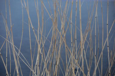 Su bir arka plan üzerinde kuru reed