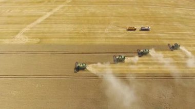 Hasat hasat olgun buğday