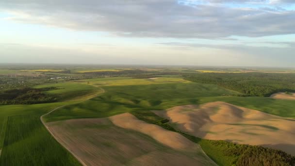 Air view on colored fields and forests — Stock Video