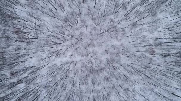 Bir dron kış ormanının üzerinden yükseliyor. Karpatlar, Ukrayna. — Stok video