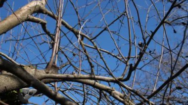 İlkbaharda meyve ağaçlarının dallarını kesmek.