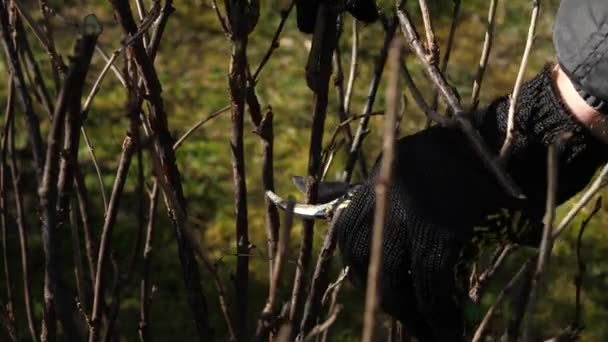 Couper les branches des arbres fruitiers et des arbustes au printemps .