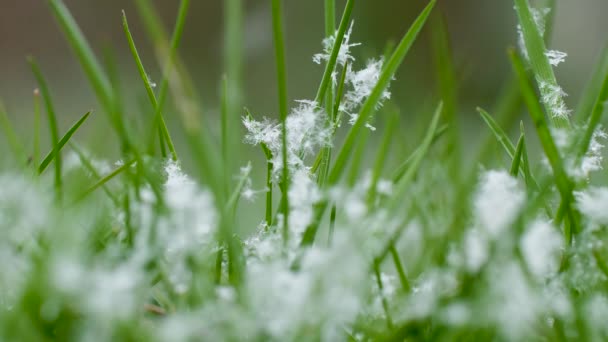 Grama de primavera jovem na qual a neve cai . — Vídeo de Stock