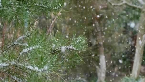 La neige tombe sur le fond d'une branche de pin .