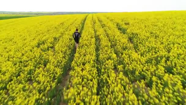 언덕 위를 달리는 경주자는 노란 유채 꽃을 피운다. — 비디오