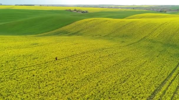 Atleta corre attraverso il campo con fiori di colza gialli . — Video Stock