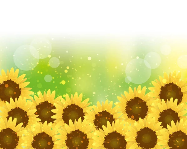 Fondo de girasoles plena floración — Archivo Imágenes Vectoriales