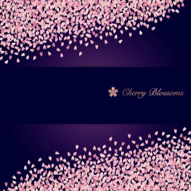 Kiraz çiçekleri yağmurunun arka planı