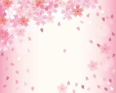 Kiraz çiçekleri yağmurunun arka planı