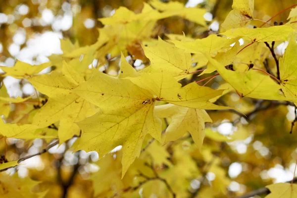 Feuilles d'érable jaunes à l'automne — Photo