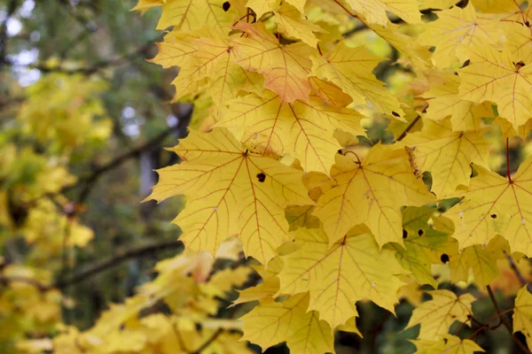 Feuilles d'érable jaunes à l'automne — Photo