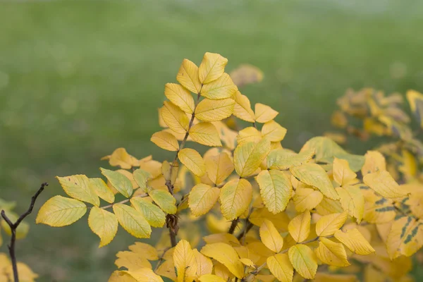 Gele bladeren van wilde roos in de herfst. — Stockfoto