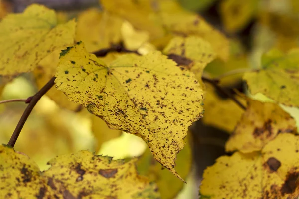 Feuilles jaunes de tilleul en gros plan en automne — Photo