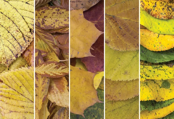 Collage of autumn leaves — Stock Photo, Image
