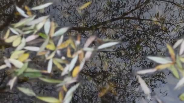 Reflection of the sky with autumn, bare branches in the water. — Stock Video