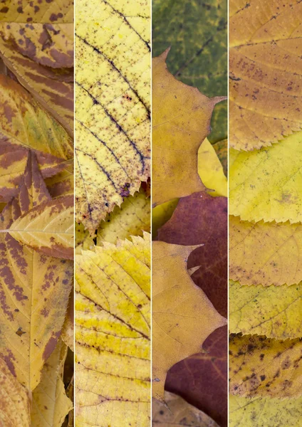 Collage of  autumn leaves — Stock Photo, Image