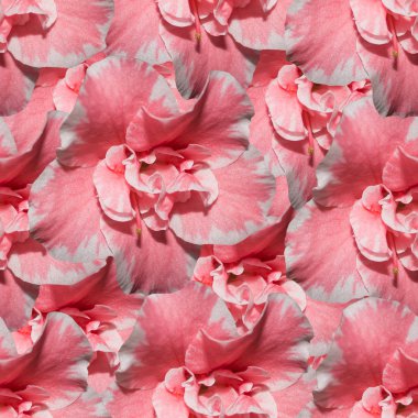 Azaleas ile sorunsuz pembe