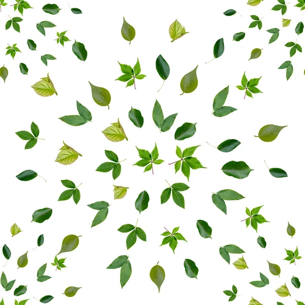 Бесшовный рисунок с изолированными зелеными листьями — стоковое фото