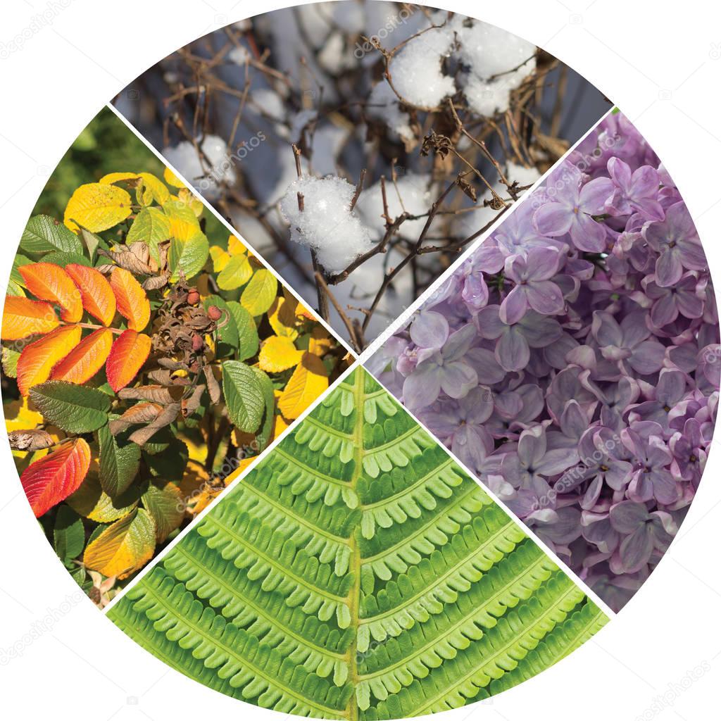 Collage in the form of a circle, symbolizing the four seasons.