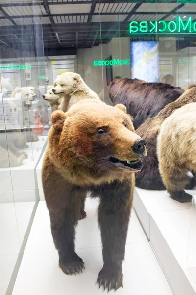 Ryssland, Moskva, 21 februari 2017: Statligt Darwin Museum. Fyll — Stockfoto