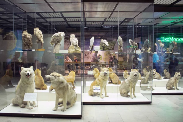 Rusya, Moskova, 21 Şubat 2017: Darwin Museum.Stuffed devlet