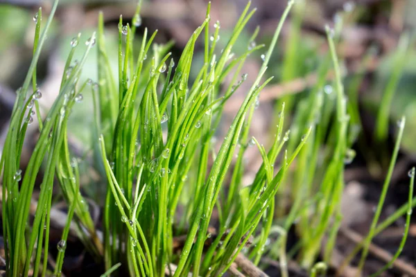 Mladé zelené trávy s vodou po dešti klesne na jaře. — Stock fotografie