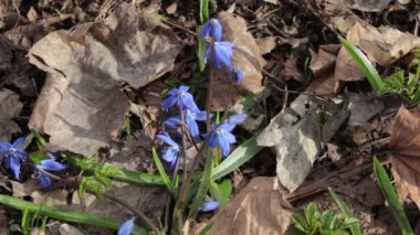 Rüzgarlı bahar günü, closeup mavi kardelen