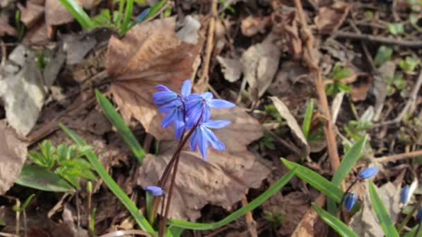 Szeles tavasz, Vértes kék hóvirág — Stock videók