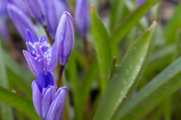 Bahar mavi kardelen — Stok fotoğraf