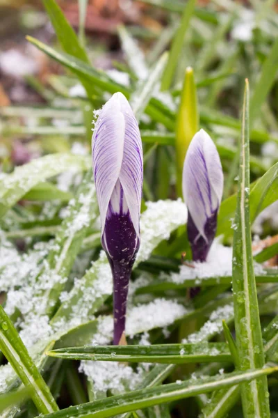 在一个下雪天第一个春天的花朵 — 图库照片