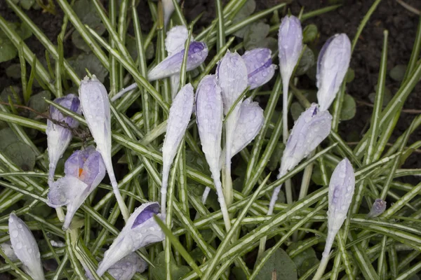 Eflatun çiçekler bahar yağmur damlaları ile — Stok fotoğraf