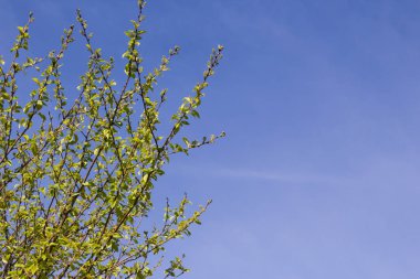 İlk Bahar mavi gökyüzü arka plan üzerinde bırakır