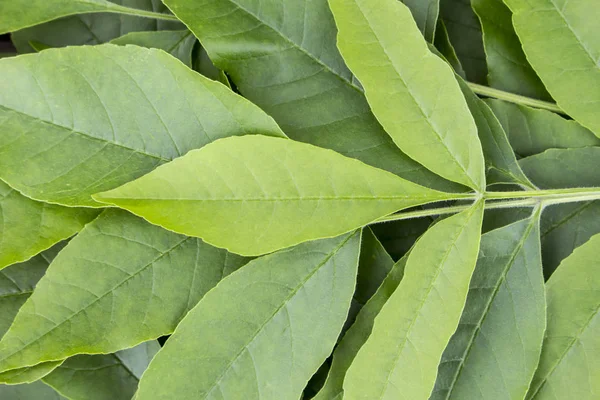 Background of green leaves. — Stock Photo, Image