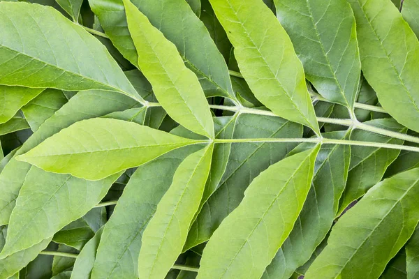 Background of green leaves. — Stock Photo, Image