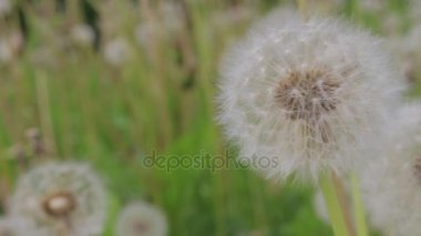 Beyaz dandelions yaz, rüzgarlı gün