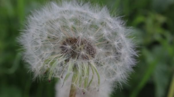 Pissenlits blancs en été, journée venteuse — Video