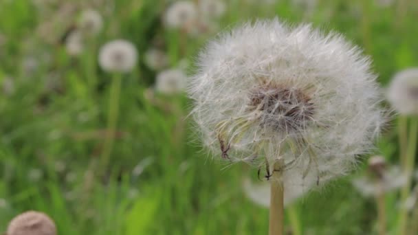 Pissenlits blancs en été, journée venteuse 
