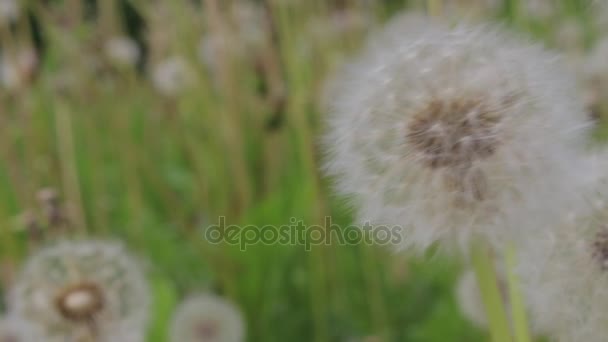 White dandelions in the summer, windy day — Stock Video
