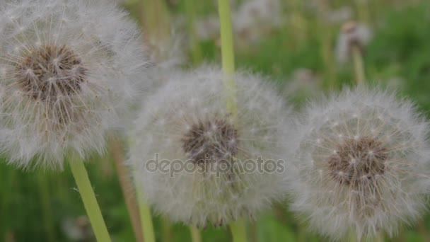 White dandelions in the summer, windy day — Stock Video