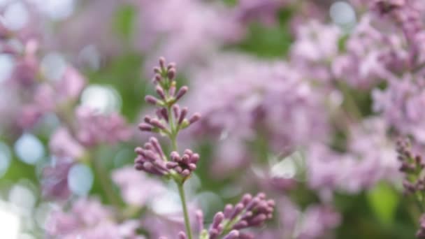 Un buisson lilas en été, journée venteuse . — Video