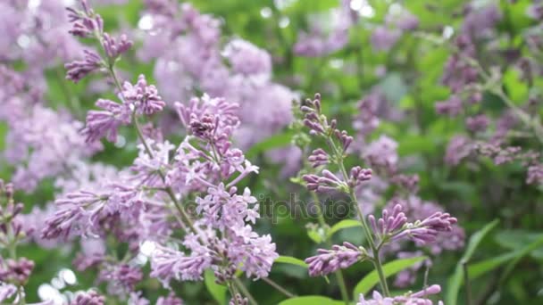 Ein Fliederbusch im Sommer, windiger Tag. — Stockvideo