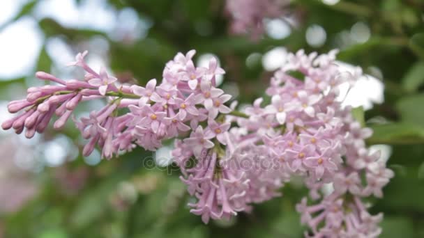 A lilac bush in the summer, windy day. — Stock Video