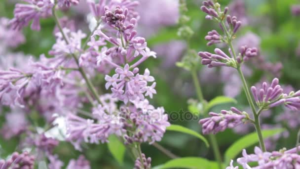 A lilac bush in the summer, windy day. — Stock Video