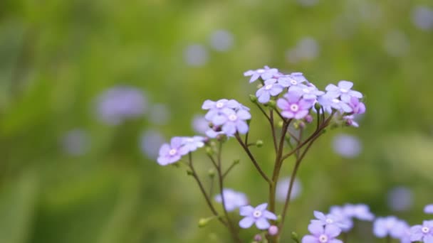 Romantic forget-me-not on a summer sunny day — Stock Video