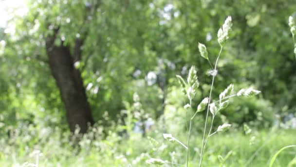 Día de verano, hierba verde en el parque — Vídeo de stock